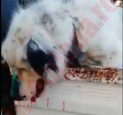 Câine maltratat în remorca unei autoutilitare