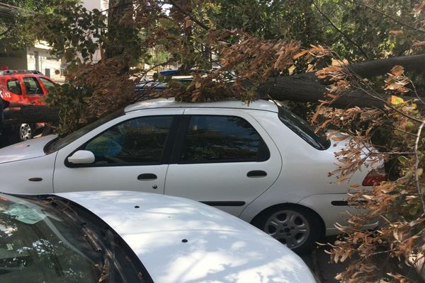 FOTO| Copaci doborâţi de vânt în Tulcea