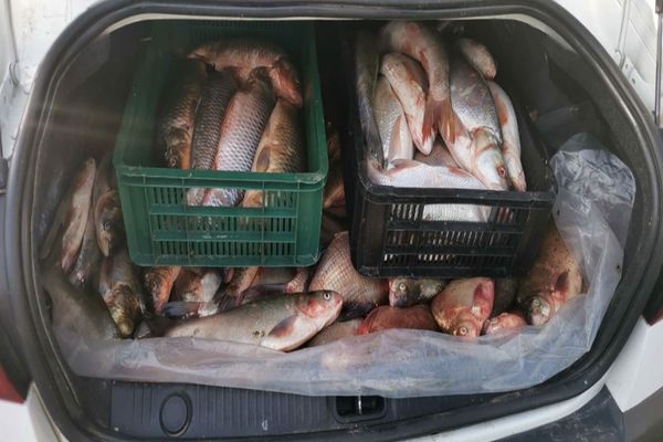 Prins cu 40 de kilograme de pește în mașină