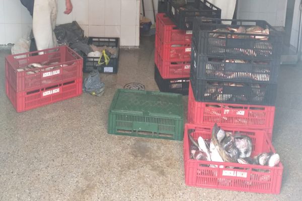 Prinşi cu 130 kilograme de peşte în mașină, fără documente justificative