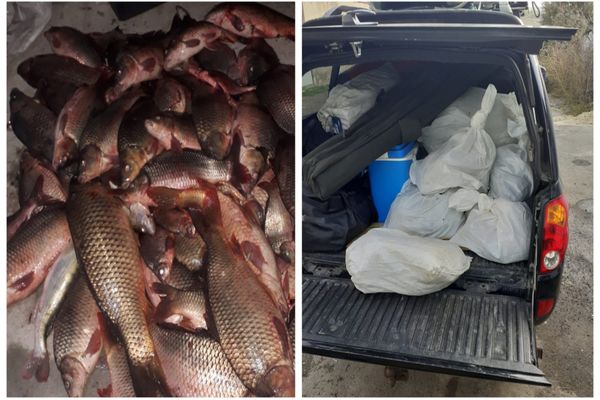 Zeci de kilograme de peşte, confiscate de polițiștii de frontieră tulceni