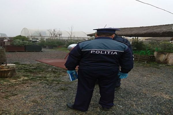 Transportul și tăierile ilegale a brazilor de Crăciun, în vizorul polițiștilor tulceni