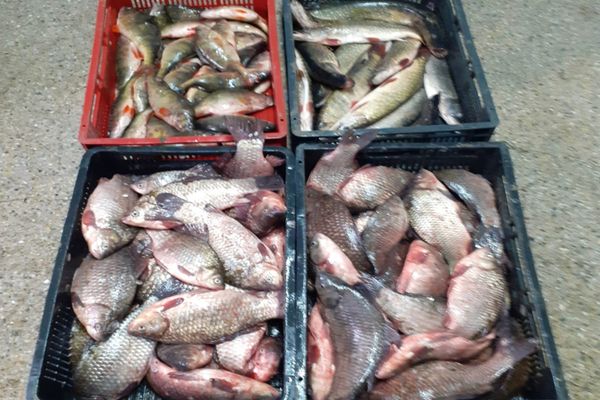 Prinși în flagrant cu zeci de kilograme de pește fără documente legale