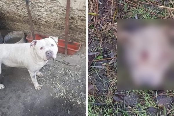 Anchetă a poliţiştilor după ce un tulcean susţine că i-au fost furaţi câinii şi mâncaţi