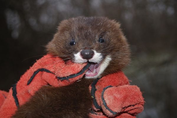 Nurcile din Delta Dunării, protejate printr-un proiect european