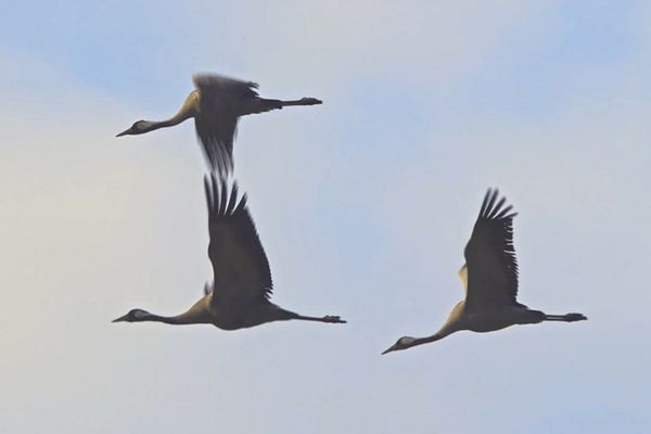    VIDEO| Au reapărut cocorii în Delta Dunării