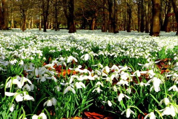 Amendă uriașă primită de patru persoane prinse la furat de ghiocei în Parcul Național Munții Măcinului