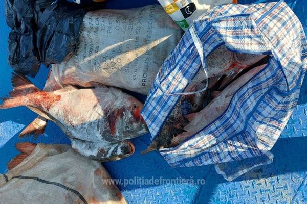 Un brăilean și un bucureștean, depistați cu 140 kg de sânger pe Canalul 36 din Delta Dunării