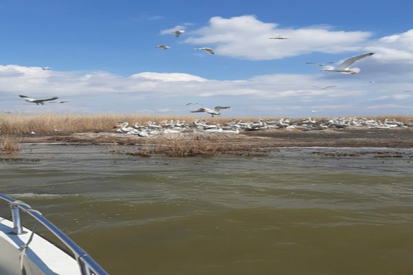 FOTO Acțiuni de monitorizare a păsărilor în zone  strict protejate din Delta Dunării