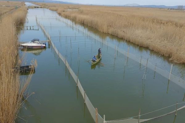 A început campania anuală de producere icre embrionate de șalău