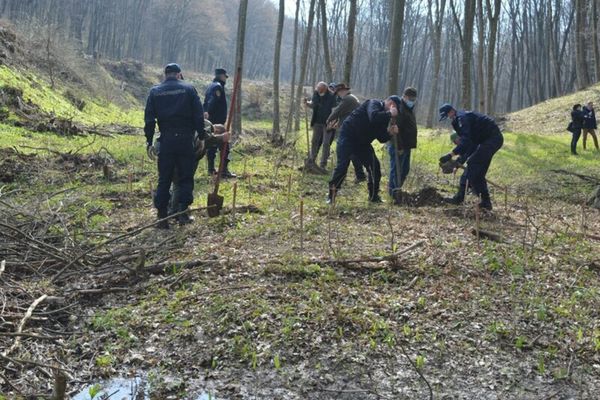 FOTO|  171 de stejari plantați de jandarmii tulceni