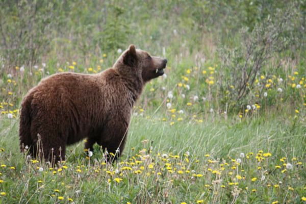 Procurorii DNA au deschis dosar penal in rem în cazul ursului-TROFEU - Cazul lui Arthur a intrat și în atenția Comisiei Europene