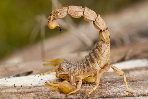 Angajată a unui supermarket, înțepată de un scorpion