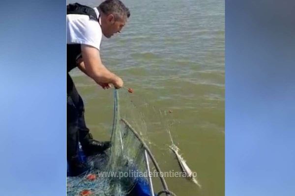 Sturioni prinși în plase multifilament, eliberați de poliţiştii de frontieră tulceni