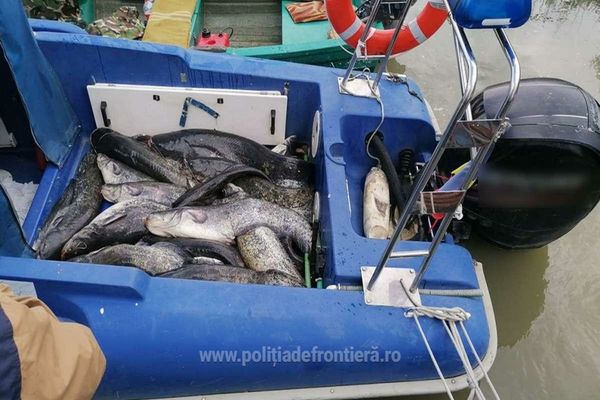 Peste 174 kilograme de pește, depistate de polițiștii de frontieră tulceni