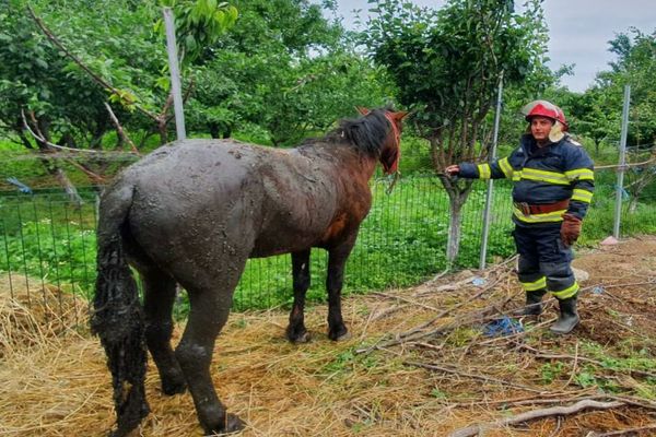 VIDEO Cal salvat de pompieri dintr-o fosă septică