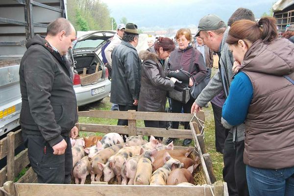 Veste bună pentru fermieri! Se redeschid toate târgurile de animale 