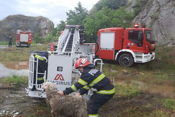 VIDEO FOTO| Oiță salvată cu autoscara de pompieri!