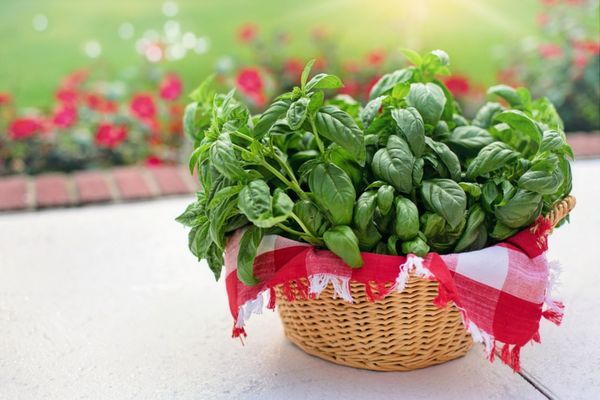 Cultivatorii de plante aromatice beneficiază anul acesta de o schemă de ajutor de minimis