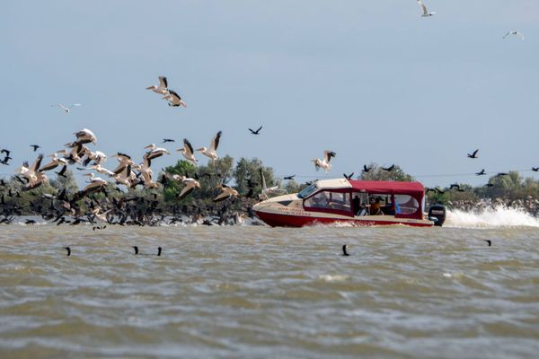 VIDEO Dosar penal în cazul bărcii care a lovit pelicanii în Deltă