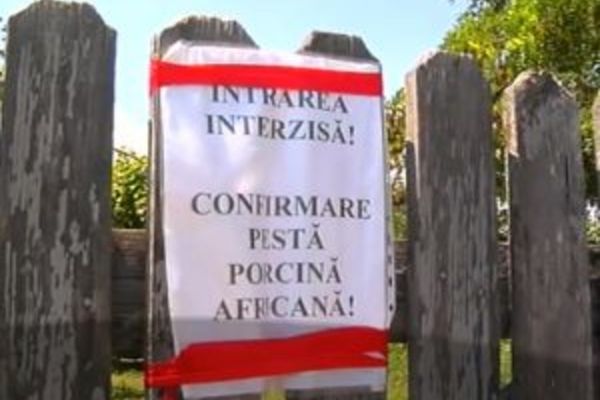 184 de focare de pestă porcină africană active în ţară