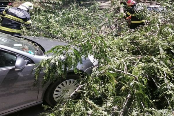 FOTO Mașini avariate de un copac prăbușit