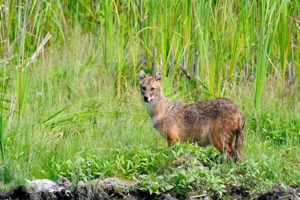 Comunitățile din Delta Dunării cer sprijinul Ministerului Mediului în problema șacalilor