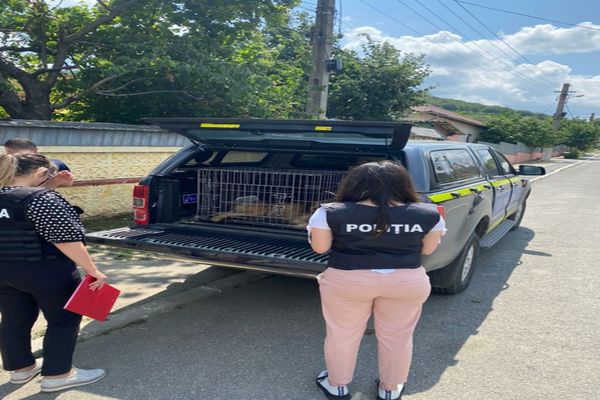 Câine rănit,  salvat de polițiști și medici veterinari