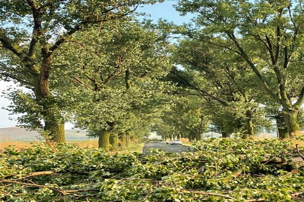 FOTO Copaci căzuți pe DJ 222. Intervin pompierii