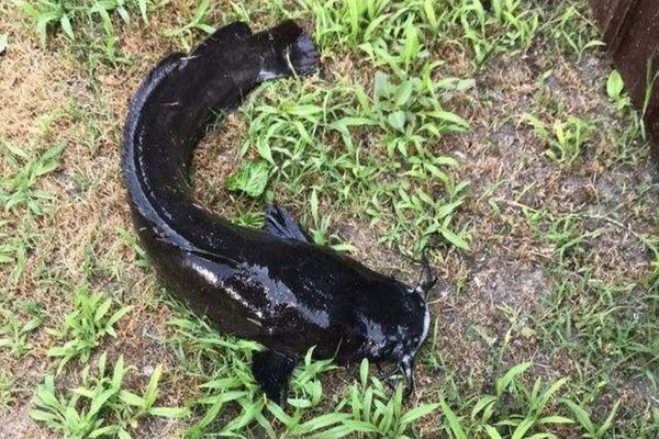 Prădător african descoperit în Delta Dunării