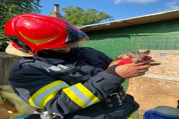 Pui de pisică salvați de pompieri