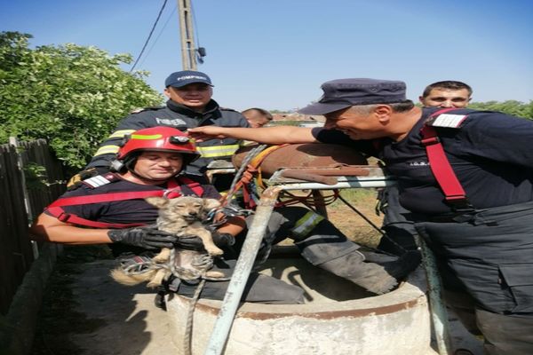Cățel salvat de pompieri din fântână