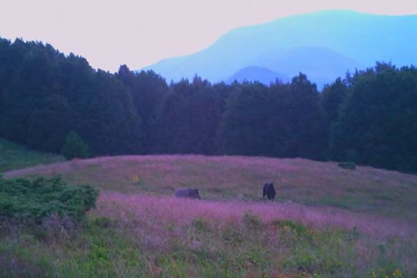 Întâlnirea pașnică dintre un urs și un mistreț, imagini virale