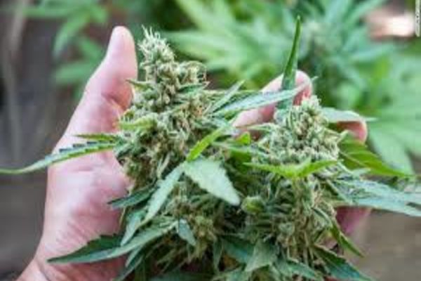 Ancheta DIICOT: Ceai cu DROG inclus, la liber într-un lanț de magazine