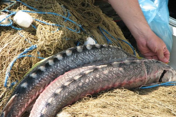 VIDEO Sturioni prinși în plase, eliberați de poliţiştii de frontieră tulceni