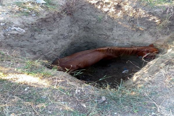    VIDEO Cal salvat de pompieri după ce a căzut într-o groapă