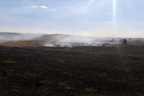 Incendiu cultură vita de vie la Greci