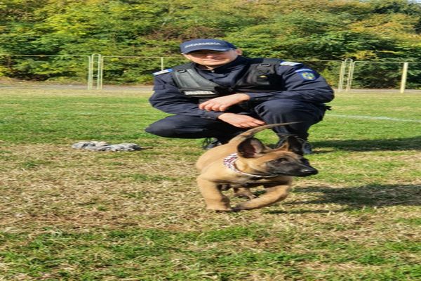 Igor, noul partener canin al jandarmilor 