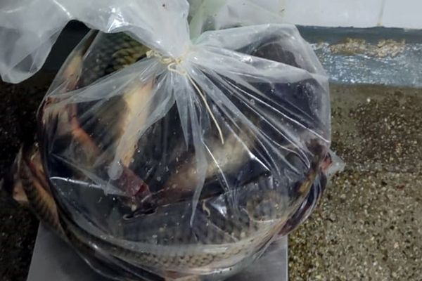 Prins cu zeci de kilograme de pește fără acte