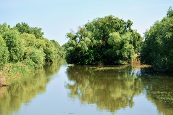 11 hectare de terenuri forestiere din Lunca Dunării, vor fi împădurite