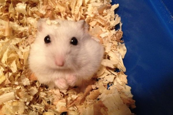 A sunat la DSP ca să ceară certificat verde pentru hamsterul său. Ce răspuns a primit