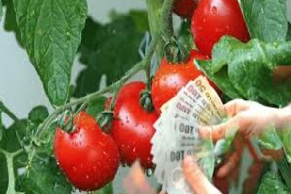 Ministerul Agriculturii și Dezvoltării Rurale simplifică procesul de accesare a ajutoarelor destinate legumicultorilor