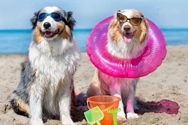 Vrei să mergi cu animalul de companie pe plajă? De astăzi trebuie să respecți reguli noi