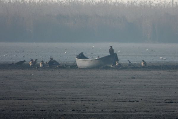 FOTO Record de codalbi la Sarinasuf, în Delta Dunării