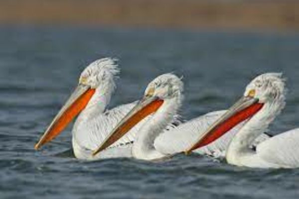 Focar de gripă aviară în zona lacului Sinoe. Autoritățile în alertă