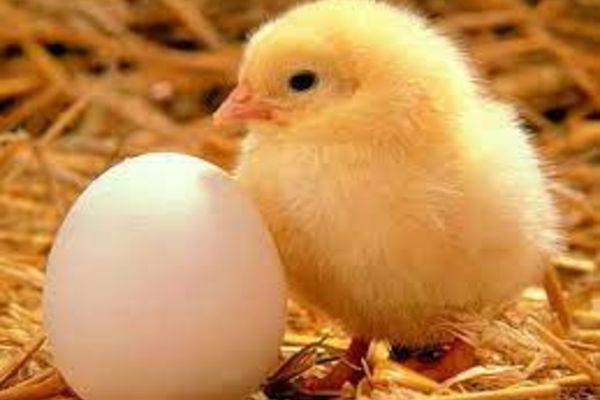 Condiţii de comercializare a puilor de o zi în contextul european al evoluţiei influenţei aviare