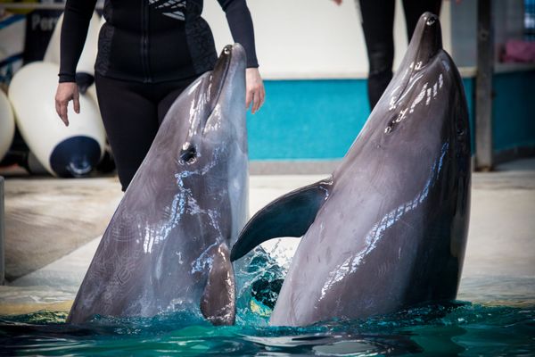 4 delfini și 3 foci din Harkov urmează să ajungă la  Constanța