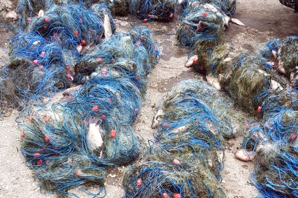 FOTO Dosare penale și record de amenzi pentru braconaj piscicol