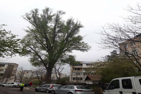 Trafic îngreunat pe o stradă din Tulcea. Copac în pericol de prăbușire