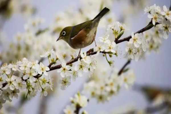 Vremea 14 aprilie - Temperaturile sunt în creștere însă diminețile rămân friguroase